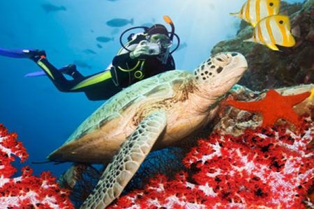 Check Out Hurghada’s Dive