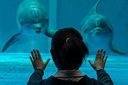 Grand Aquarium Hurghada 50$