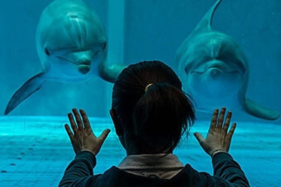 Grand Aquarium Hurghada 50$