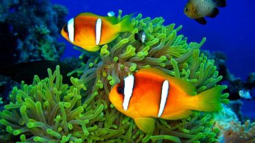 Discover the red sea paradies for divers travelers and sun seekers red sea most likely got its name from notural reddish coloring
