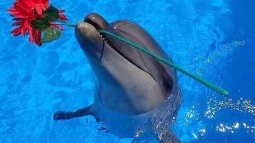 dolphin show in Hurghada Egypt