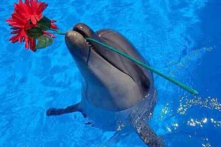 dolphin show in Hurghada Egypt