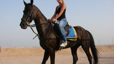 horse riding options in Hurghada Egypt perfect for exploring desert