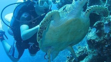 Red Sea Diving A World of Color Beneath the Waves