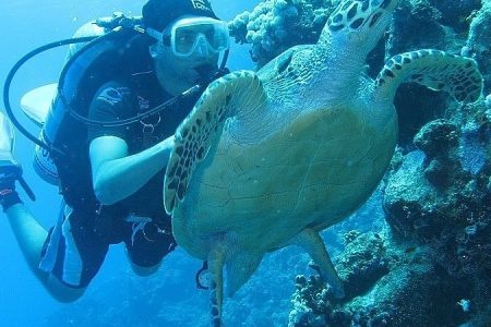 Red Sea Diving A World of Color Beneath the Waves
