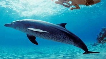 Dolphin House is a famous Red Sea marine area reef spot off the coast of Hurghada