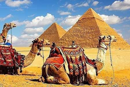Three camels with colorful saddle blankets resting on sand in front of the Giza pyramids