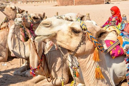 Camels with colorful tassels resting in the Hurghada desert, a child in a red headscarf sitting on one
