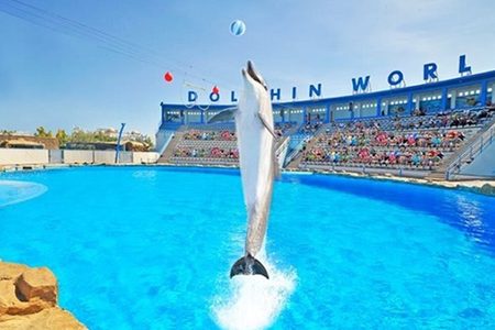 Dolphin leaping above a blue pool with a ball overhead at Dolphin World near Hurghada, spectators in the stands