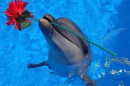 Dolphin holding a red flower in its mouth in a bright blue pool during a dolphin show in Hurghada