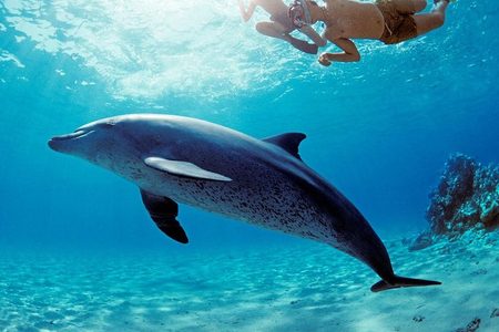 Dolphin gliding over a sandy seabed beneath two snorkelers, Dolphin House trip from Marsa Alam