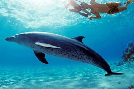 Dolphin swimming beneath two snorkelers in clear turquoise water on a Dolphin House trip near Hurghada