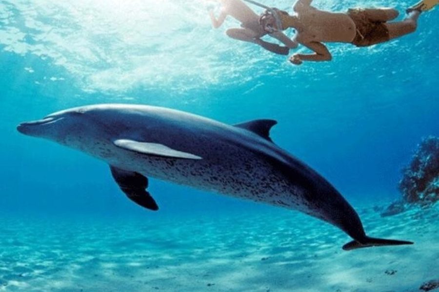 Dolphin swimming beneath two snorkelers in clear turquoise water on a Dolphin House trip near Hurghada