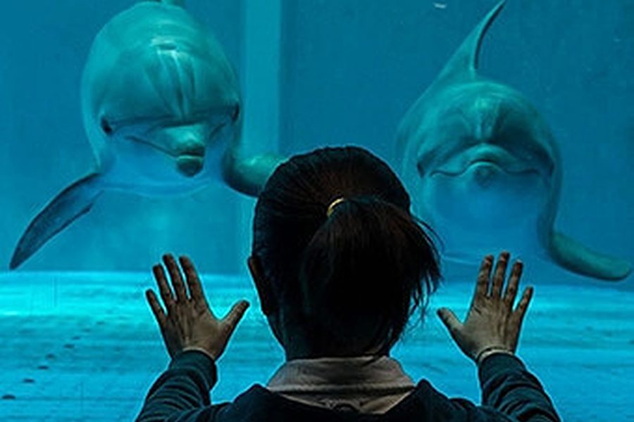 Visitor with hands on the glass of an aquarium tank watching two dolphins swim up close