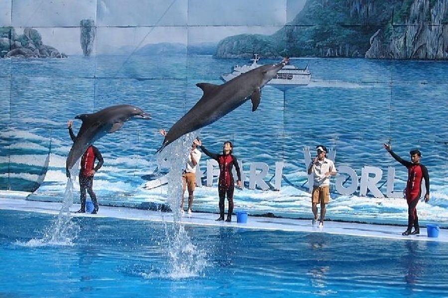 Two dolphins leaping over a pool during a show with trainers lined up on the stage
