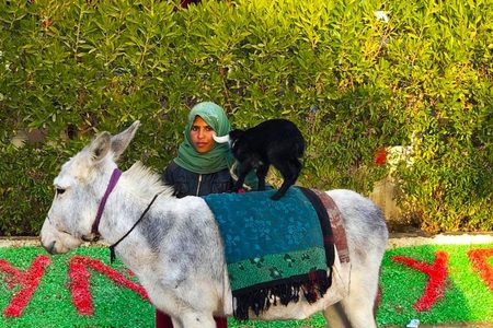 Person in a green headscarf stands beside a grey donkey with a black goat on its back at the roadside