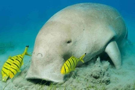 Dugong grazing on seagrass with two yellow striped fish swimming beside it at Abu Dabbab