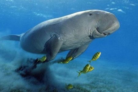 Dugong swimming over a seagrass bed with small yellow fish alongside in clear blue water