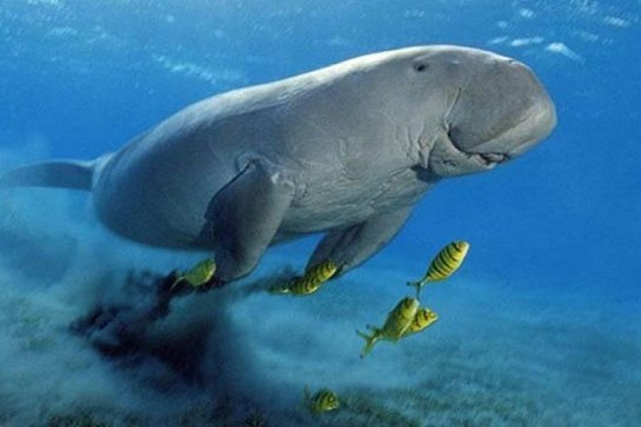 A dugong swimming over seagrass with small yellow fish
