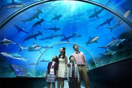 A family with two children in a curved aquarium tunnel as sharks swim around and above them