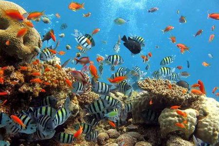 Orange anthias and black-and-white striped fish above hard corals on a colourful Red Sea reef