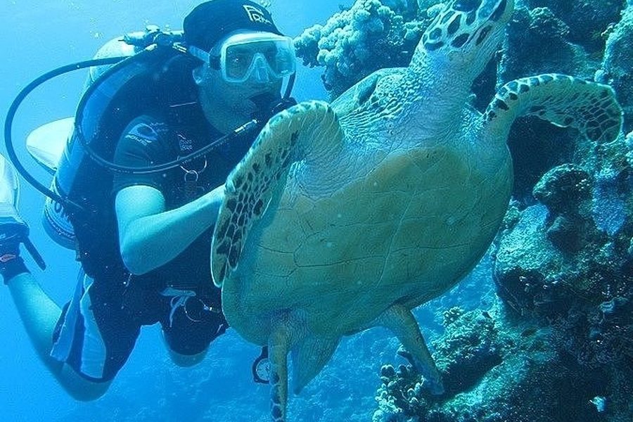 Scuba diver swimming beside a sea turtle along a coral reef wall in the Red Sea