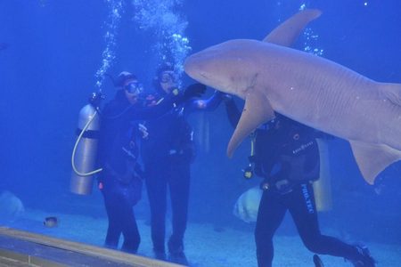 Scuba divers in wetsuits beside a large shark gliding past the glass at the Grand Aquarium in Hurghada