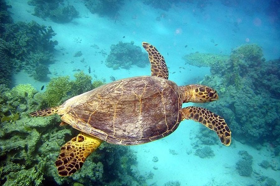 Sea turtle swimming above coral reef in clear turquoise water of the Red Sea