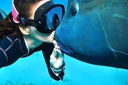 Snorkeler in a black mask coming face to face with a large wrasse in clear blue water