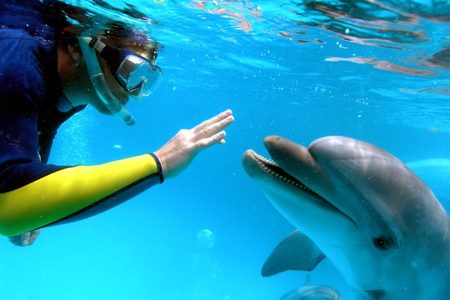 Un buceador con mangas amarillas que extiende la mano hacia un delfín mular en aguas cristalinas de color turquesa