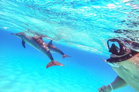 Un buceador con máscara negra nadando junto a dos delfines en aguas cristalinas de color turquesa en Dolphin House