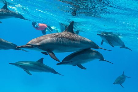 Delfines giradores nadando bajo un buceador con una camiseta rosa en aguas de un azul intenso en Dolphin House