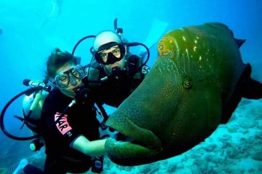 Two divers underwater next to a large Napoleon wrasse