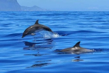 Dos delfines en el mar azul y abierto, uno de ellos saltando por encima de la superficie, con montañas difuminadas en el horizonte