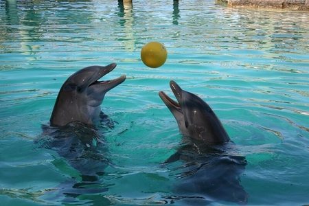 Two dolphins with open mouths playing with a yellow ball in turquoise water at a dolphin show in Hurghada