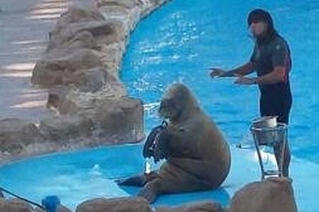 Trainer beside a walrus sitting upright on a pool-side platform during a marine animal show