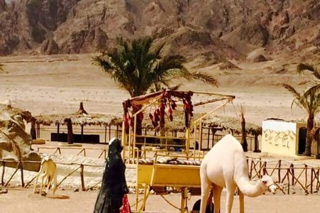White camel standing beside a yellow cart at a desert camp with palm trees and rocky mountains near Hurghada
